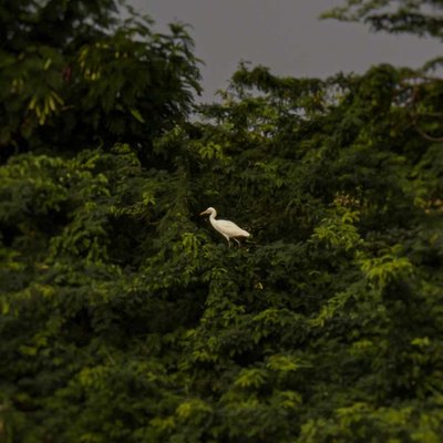 Cattle egret