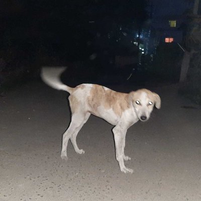Night dogs