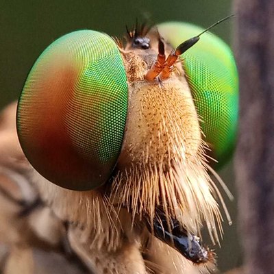 robberfly 