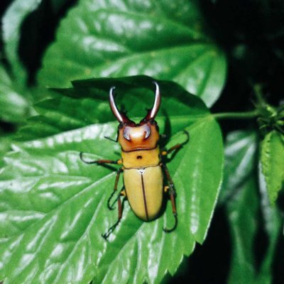 Beetle