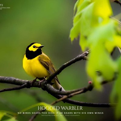 HOODER WARBLER