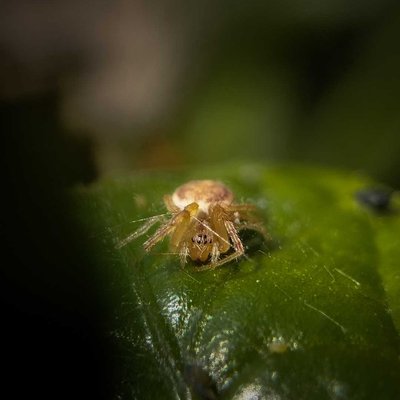 Guess the name of this spider 🕷