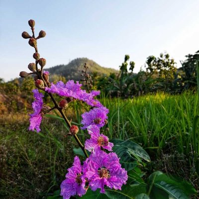 Flowers