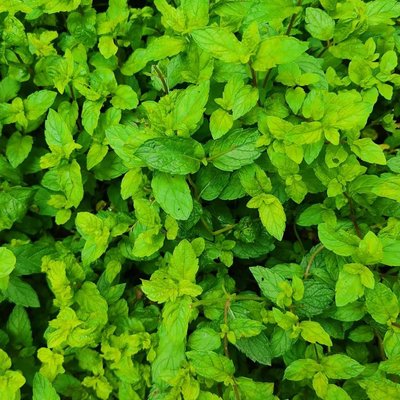 Green 💚💚