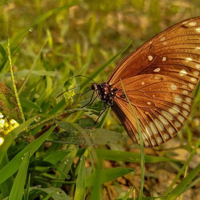 Beautiful butterfly 🦋