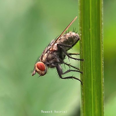 Flesh flies