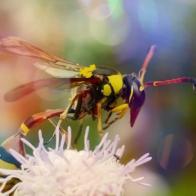 Hornets (wasp)