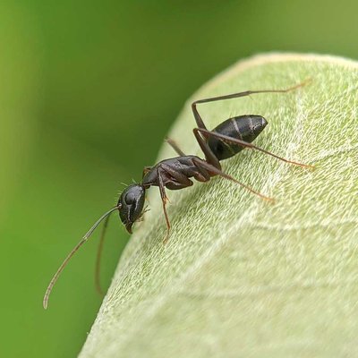 Camponotus compressus