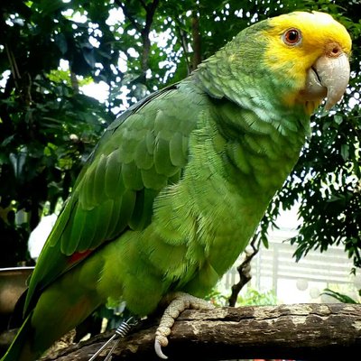 hi i'm parrot