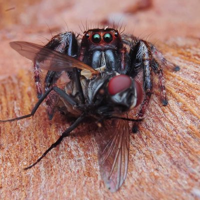 jumping spider male prey