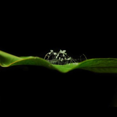 mobile macrophotography