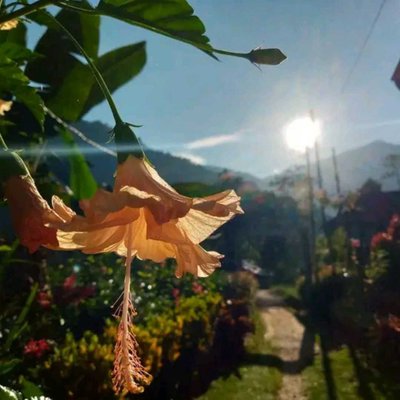 Bunga Kembang Sepatu