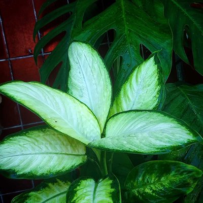 Tanaman Aglonema Tissue