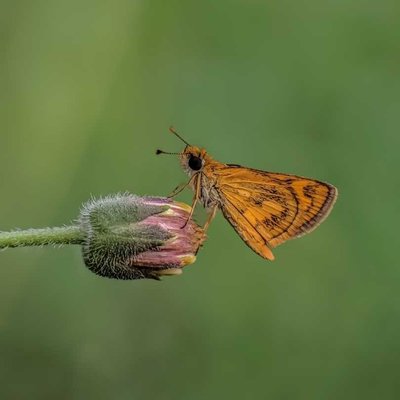 Potanthus omaha