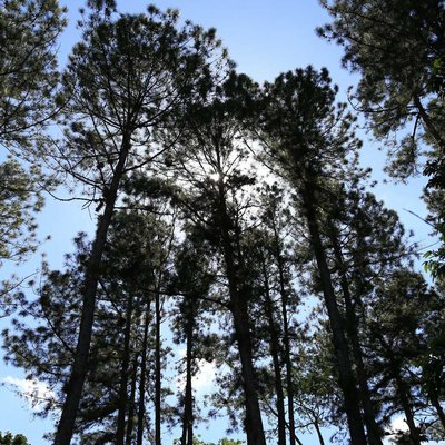 de mis árboles preferidos🌲🌲