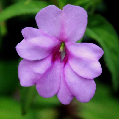 Impatiens walleriana
