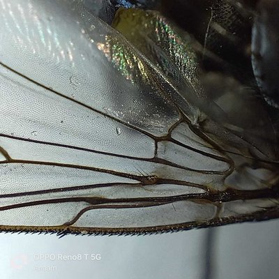 wings of Housefly 
