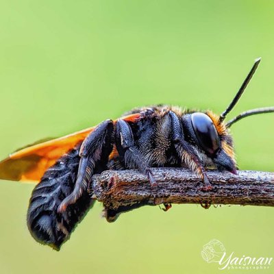 macro