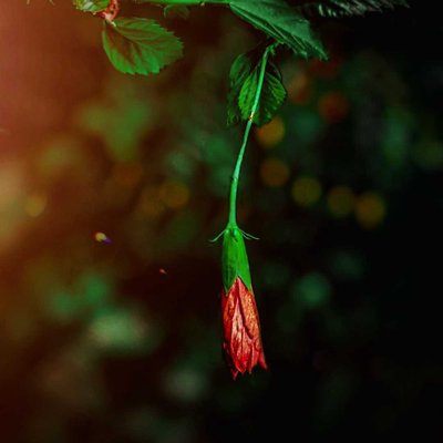 The earth laughs in flowers. 🥀🌸