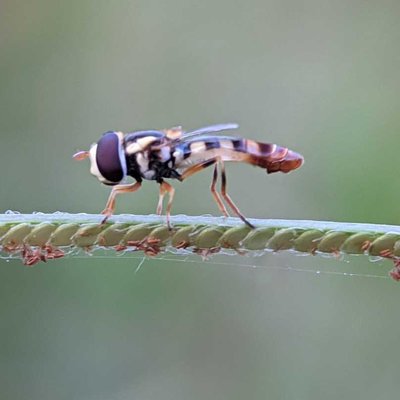 Hoverfly