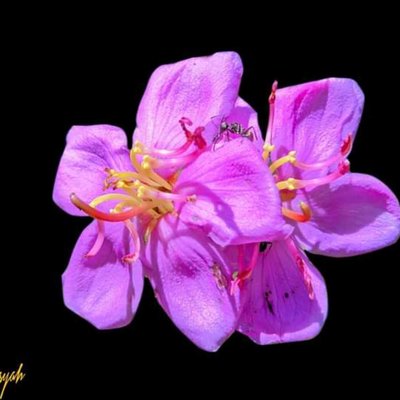 Melastoma malabathricum
