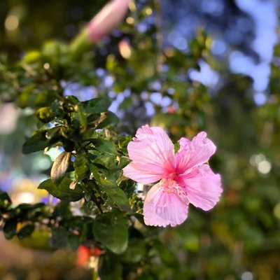 🌺BEAUTIFUL 🌺 FLOWER 🌺