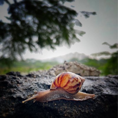 Snail