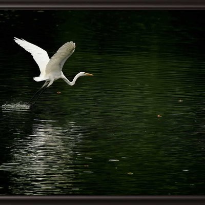 Great Eastern Egret
