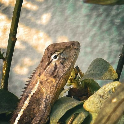 🦎