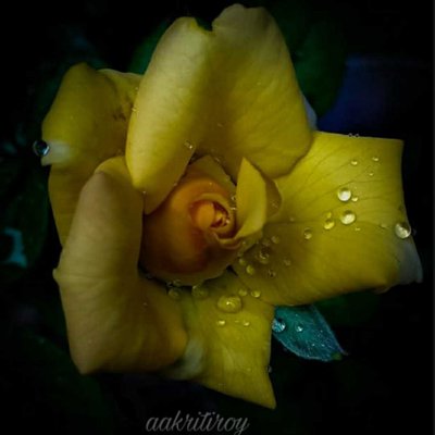 yellow rose 