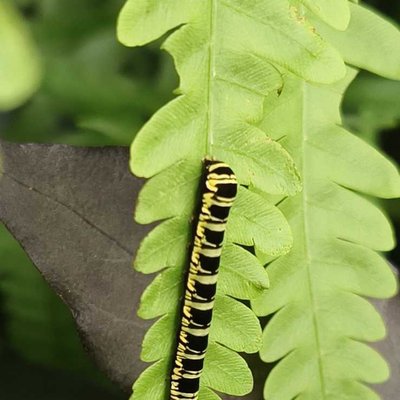 Caterpillar