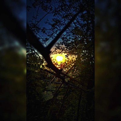 Nature 