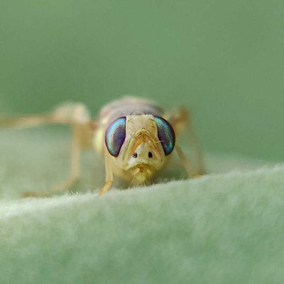 Fly.