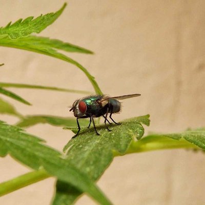La mosca de la Cannabis