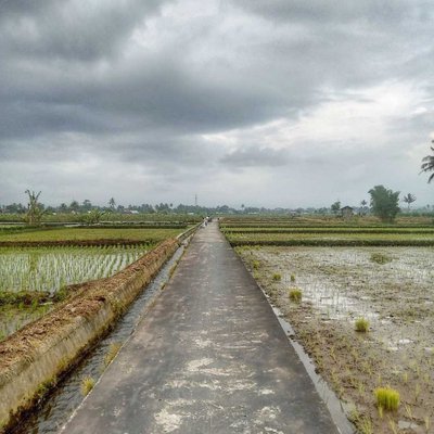 Pemandangan Tengah Sawah
