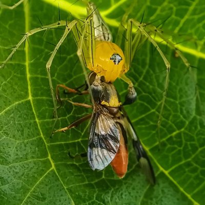 Lynx spider catching it's prey 