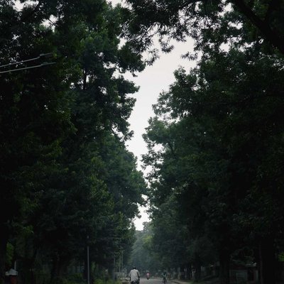 Roads surrounded by trees >>>