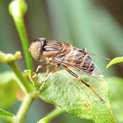Eristalinus