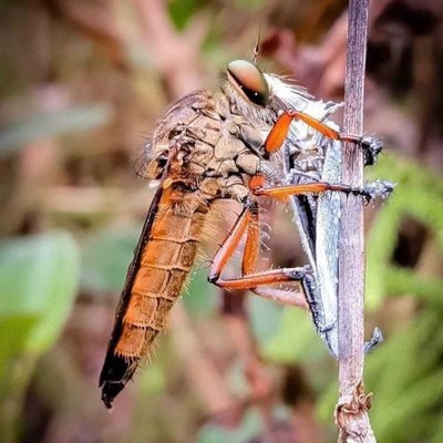 robberfly 🐝