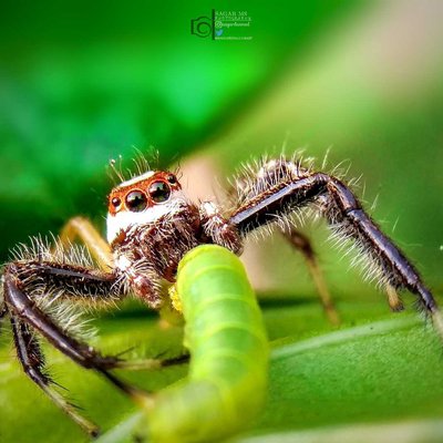 Telamonia dimidiata
Spider