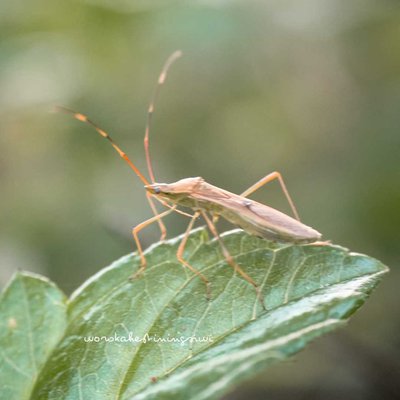 Insect Macro