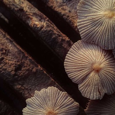 The cap of Parasola plicatilis