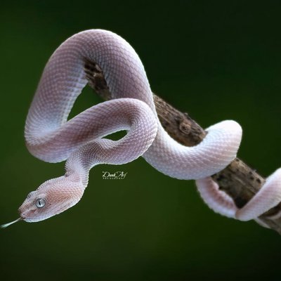 The Viper Mangroves 🐍 