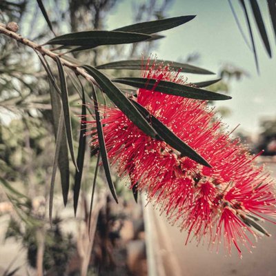 Bunga Sikat Botol Merah