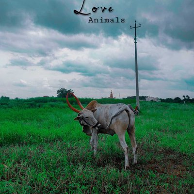 love animals