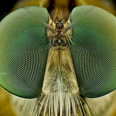 The eye