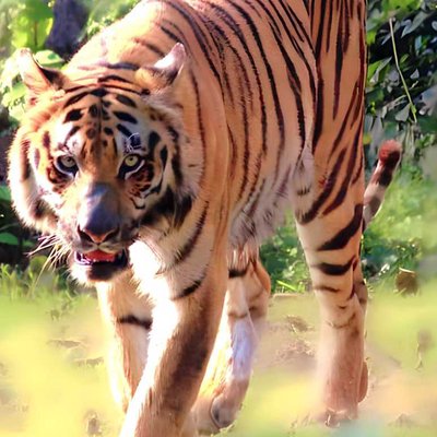 The Royal Bengal Tiger 