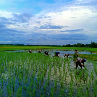 Colourful farming 