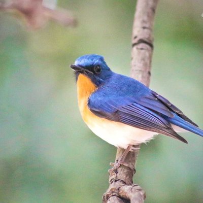Tickell's Blue Flycatcher