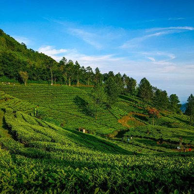 PERKEBUNAN TEH PUNCAK BOGOR 